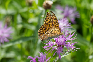 Silver-washed Fritillary butterfly (Argynnis paphia) sitting on pink flower in Zurich, Switzerland