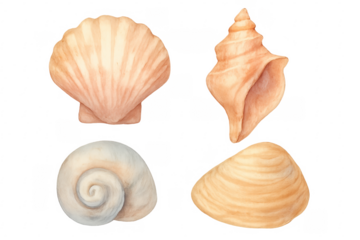 Watercolor seashell collection illustrating marine summer vacation