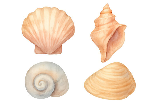 Watercolor seashell collection illustrating marine summer vacation
