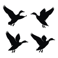Obraz premium Four silhouette mallard ducks in flight dynamic poses for outdoor scenes wildlife art silhouette