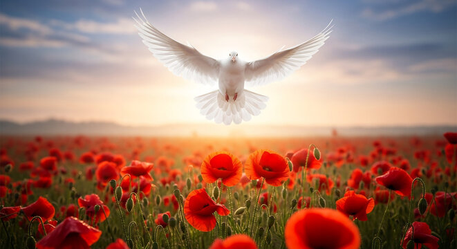 Peaceful white dove soars over a vibrant red poppy field at sunrise, embodying remembrance, honor, and hope for a better future.
