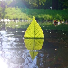 Leaf boat on water
