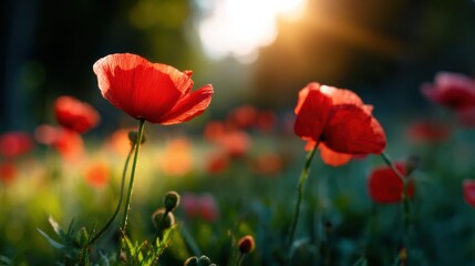 Naklejka premium Red poppies bloom in a sunlit field, with soft focus background and warm, glowing sunlight creating a tranquil, natural atmosphere