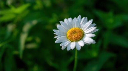 Obraz premium A single white daisy with a yellow center blooms against a blurred green background