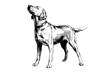 a black and white drawing of a dog standing, looking updog, draw, drawing, illustration, neckband, pointer, sketch, stand 