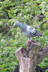 A portrait of a blue racing pigeon with black spots and bars on wings sitting at the top of a rotten tree trunk, green leaves in the background