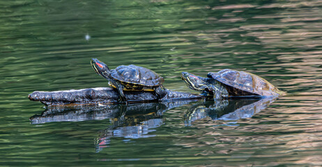 turtles in the pond