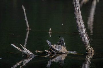 turtle