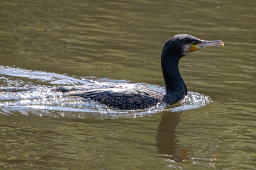 white duck swimming in the water