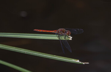 dragonfly on a branch
