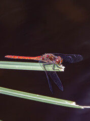 dragonfly on a branch
