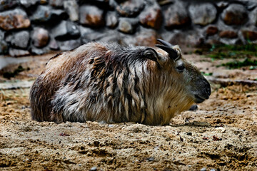 Takin on the sand.Latin name - Budorcas taxicolor	