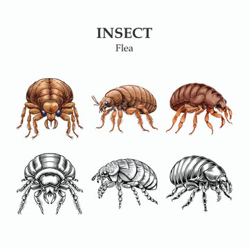 Flea Illustrations Detailed Drawings of Wingless Insects