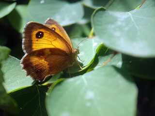 caterpillar butterfly fly wing summer garden