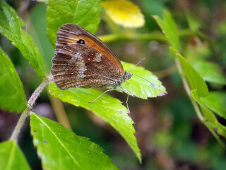 caterpillar butterfly fly wing summer garden