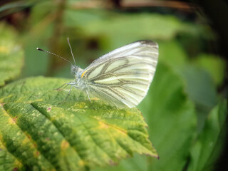 caterpillar butterfly fly wing summer garden