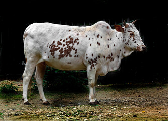 Zebu nano cow near the fence in the enclosure	
