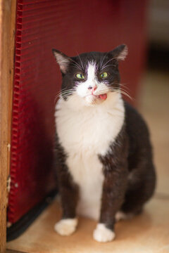 a funny cat with its tongue sticking out and crossed eyes closeup poto