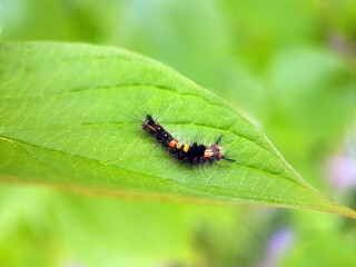 caterpillar butterfly fly wing summer garden
