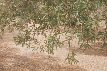 Branch of olive tree with small green olives in rays of Greek sun