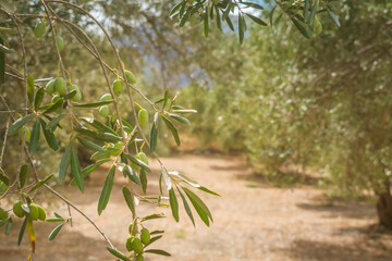 Olive plantations in Crete during autumn before harvest season