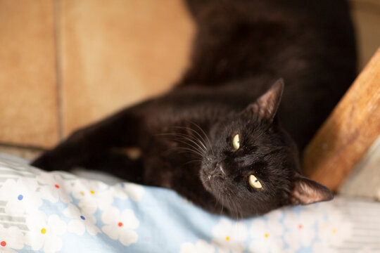 black cat in shelter close up photo. High quality photo
