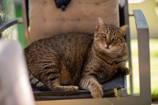 striped gray cat in shelter close up photo. High quality photo
