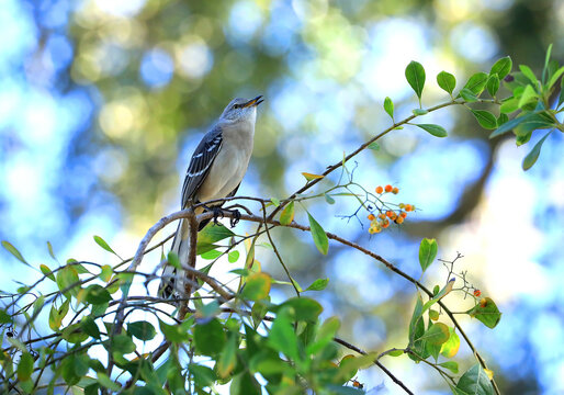 Northern mockingbird, singing an early morning serenade, to loudly advertise their territory claim on a fruit tree in Florida.