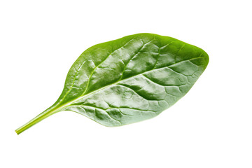 Vibrant Green Spinach Leaf isolated on a transparent background