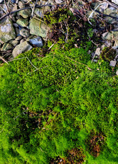 Spring Green moss close-up от gravel for design background. Selective focus