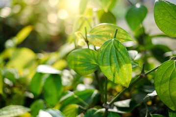 pepper plant with light green leaves