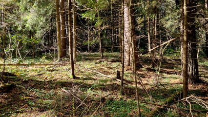 Sunlight in the coniferous forest. Beautiful autumn landscape.