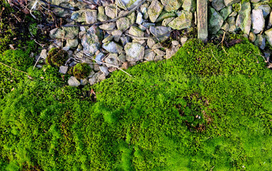Spring Green moss close-up от gravel for design background. Selective focus