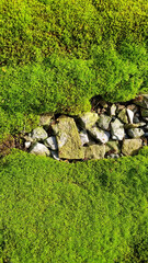 Spring Green moss close-up от gravel for design background. Selective focus
