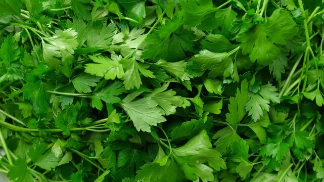 Close up of green parsley background. Fresh parsley leaves backdrop rotating. Organic cultivation. full frame of green parsley leaves spinning in close-up. Ingredients for cooking food. Beauty shot.
