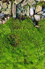Spring Green moss close-up от gravel for design background. Selective focus