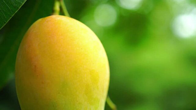 Close-up shot of a ripe mango hanging from a tree branch with blurred green background.