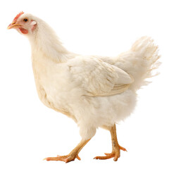 Fototapeta premium full body of white chicken hen standing isolated on transparent background
