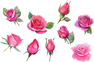set of pink roses vector