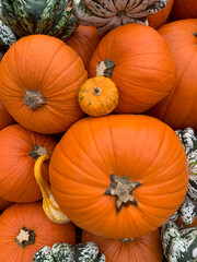 many pumpkins in the market