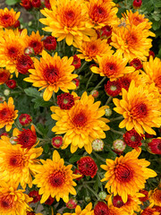 Close-up of bright yellow and orange chrysanthemum flowers