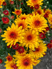 beautiful flowers in the garden, chrysanthemum
