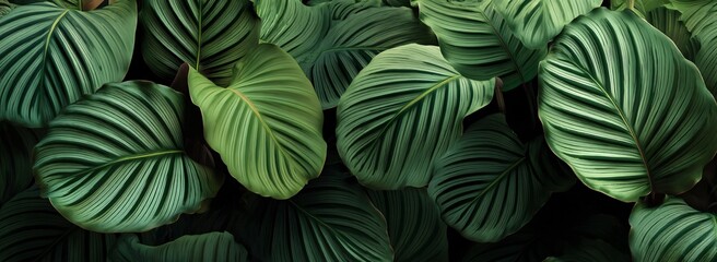 Lush Calathea Orbifolia Leaves A Botanical Dream in Shades of Green. Generative AI