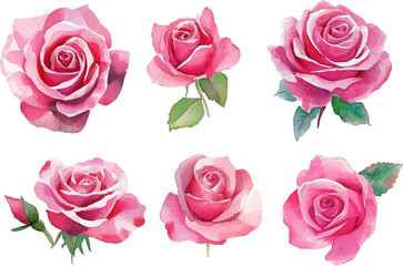pink roses on white background