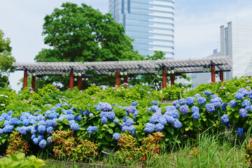 お台場の紫陽花　2025/6/7撮影