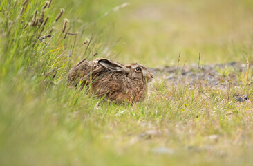 A Brown Hare lying in the grass