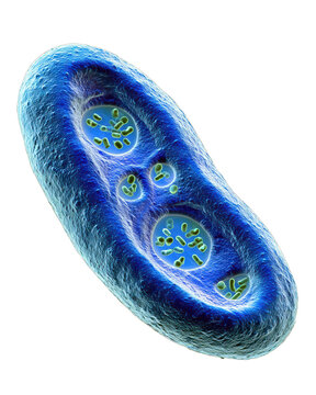Microscopic view of a cell containing multiple parasites, possibly related to malaria, rendered in blue and green.