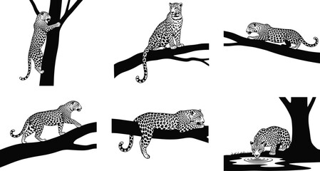 Leopard silhouette set showing big cat climbing, sitting, stalking, drinking poses on tree branch for wildlife vector reference and study © Asha Creatives