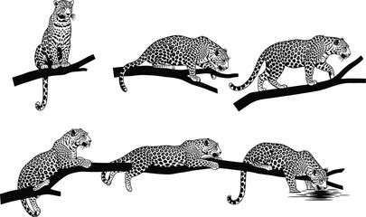 Leopard silhouette set on tree branch showing big cat resting, walking, drinking poses for wildlife vector reference and anatomy study © Asha Creatives