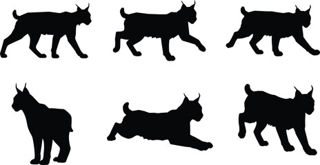 Lynx silhouette set showing wild cat walking, stalking, leaping, standing poses for animal motion study and wildlife anatomy reference vector